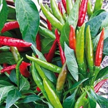 Thai Dragon F1 Pepper Seeds